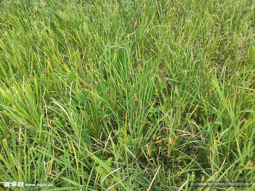 翠绿草地