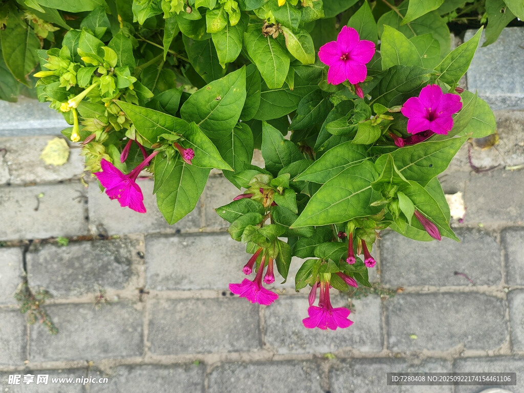 砖缝间绽放的艳丽牵牛花