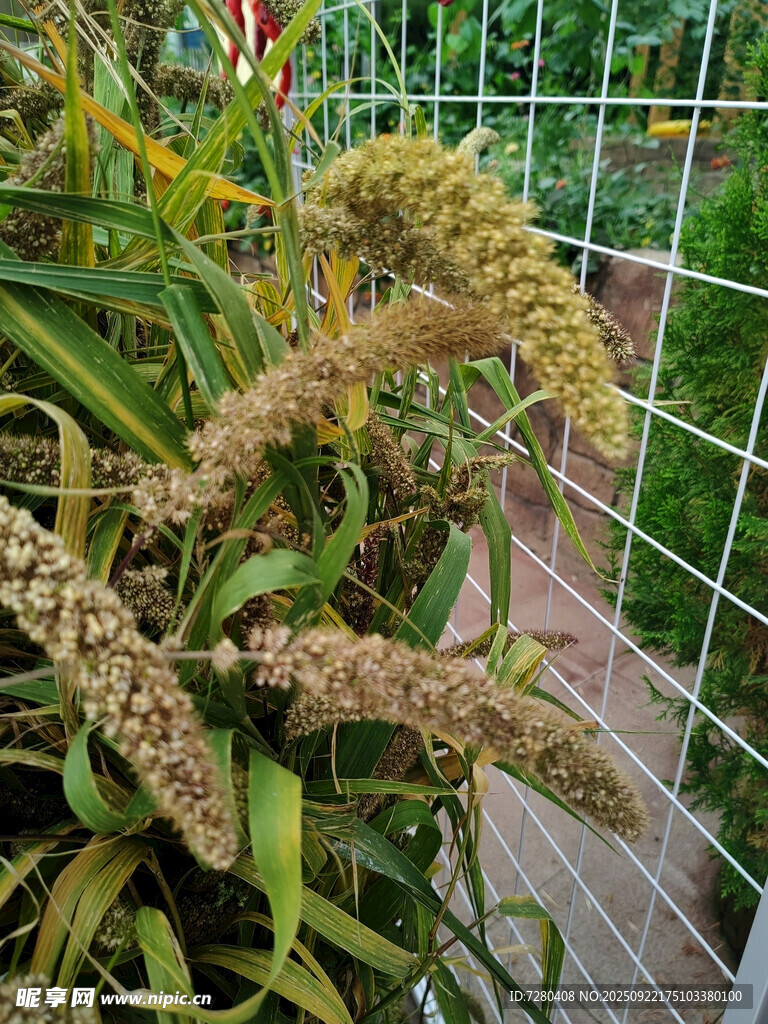 庭院中的美丽凤梨植物
