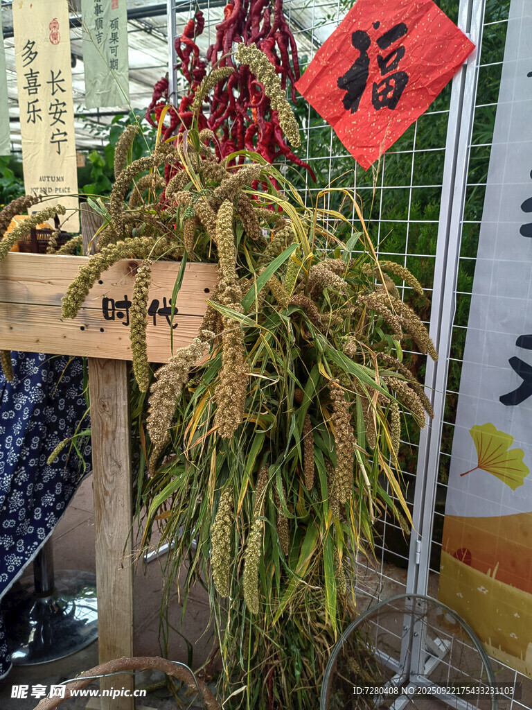 喜庆红穗植物福字添氛围