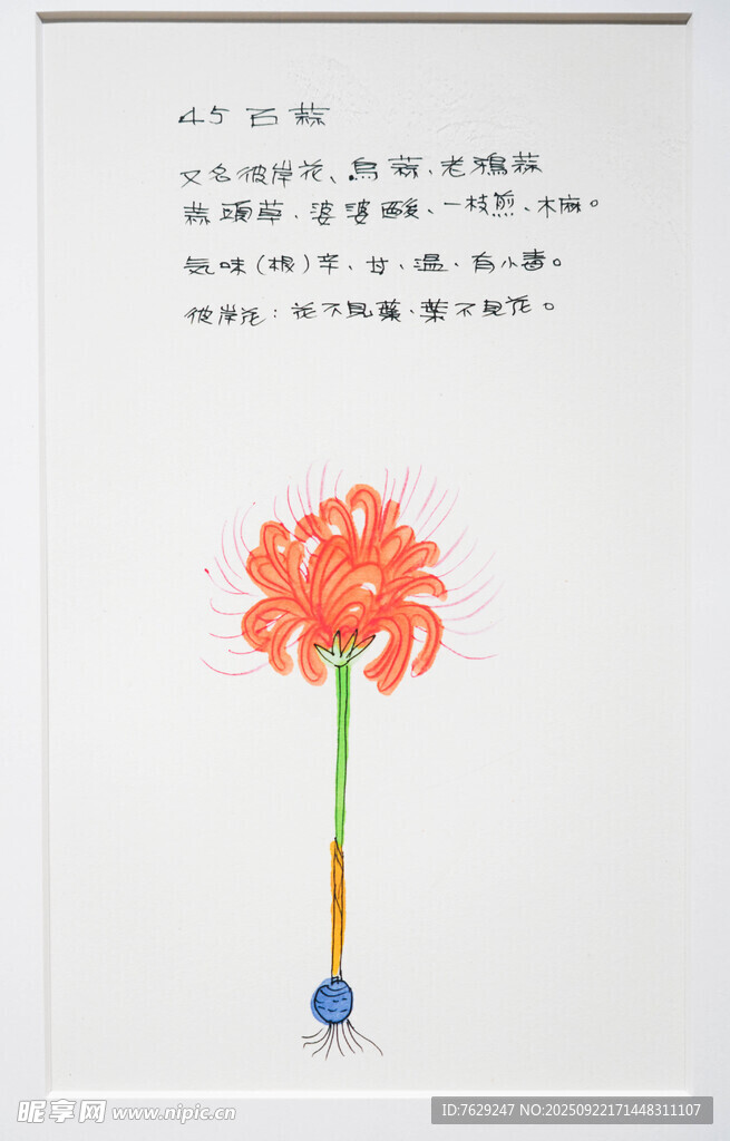 手绘花朵与文字艺术画面