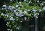 蓝花绽放于绿植间