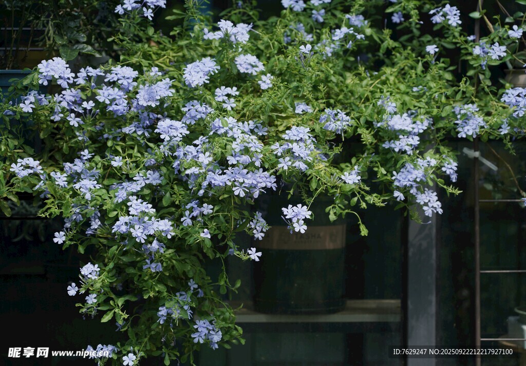 蓝花绽放于绿植间