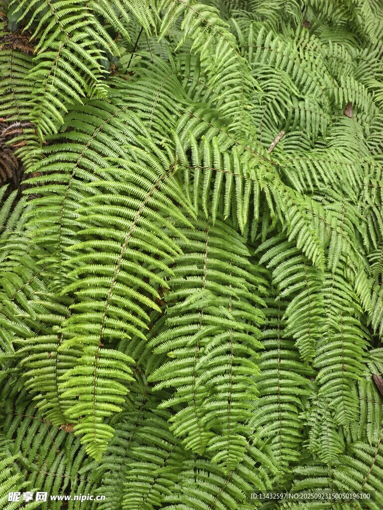 翠绿蕨类植物叶片特写