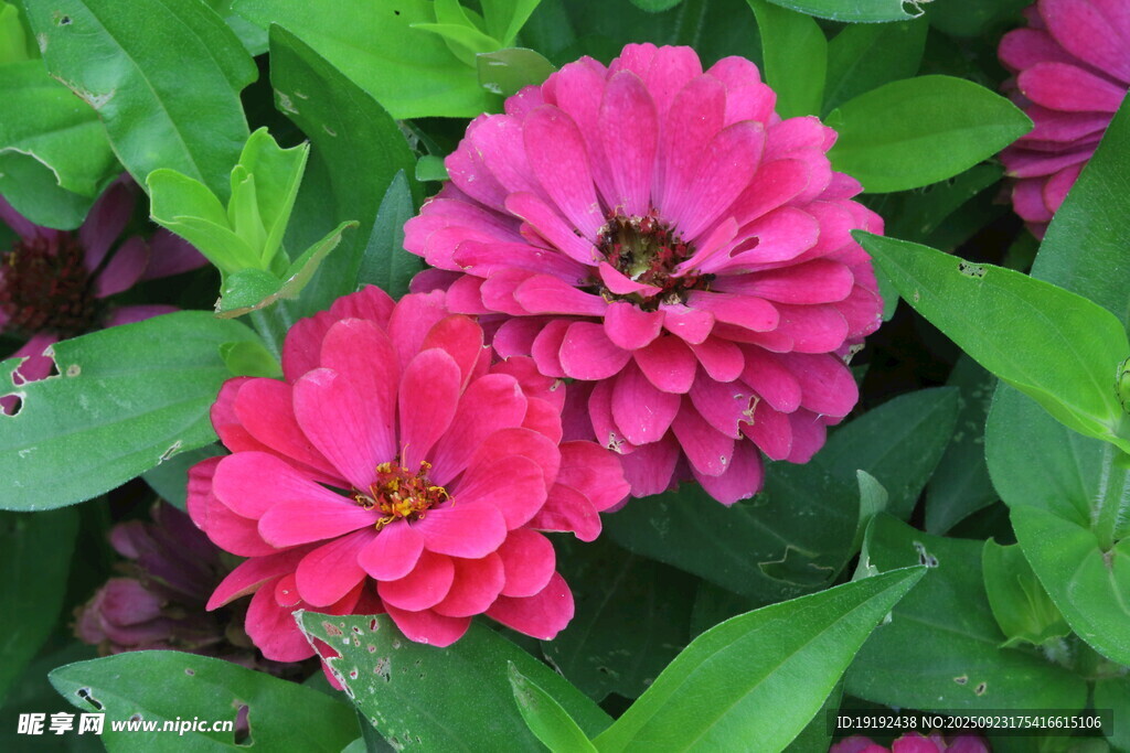 百日菊  