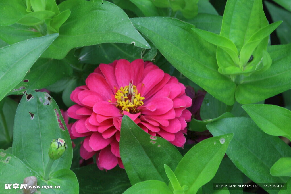 百日菊  