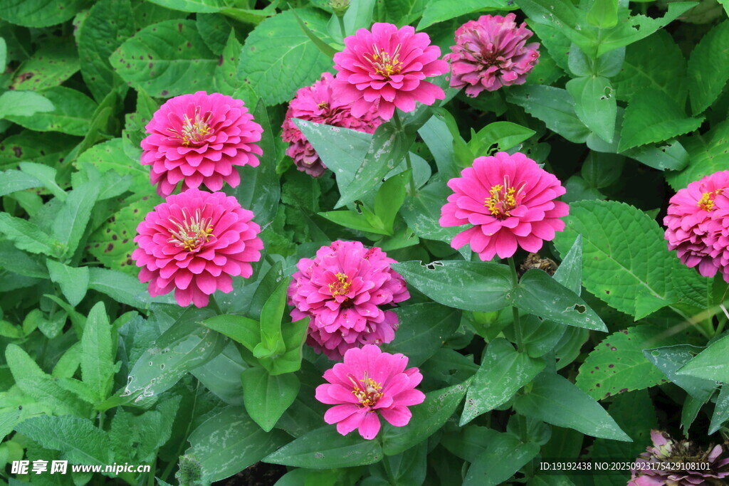 百日菊  