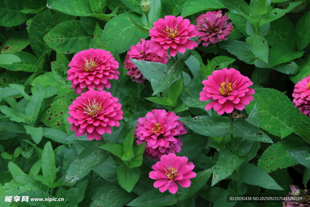 百日菊 