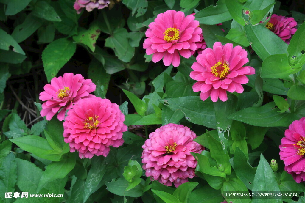 百日菊  