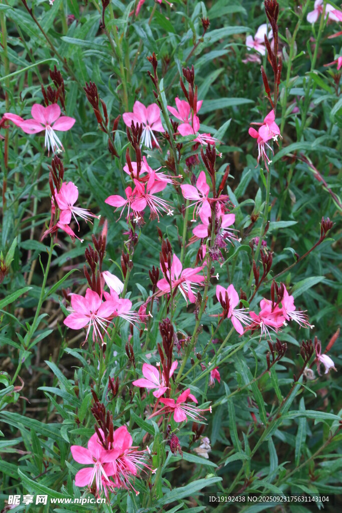 山桃草  
