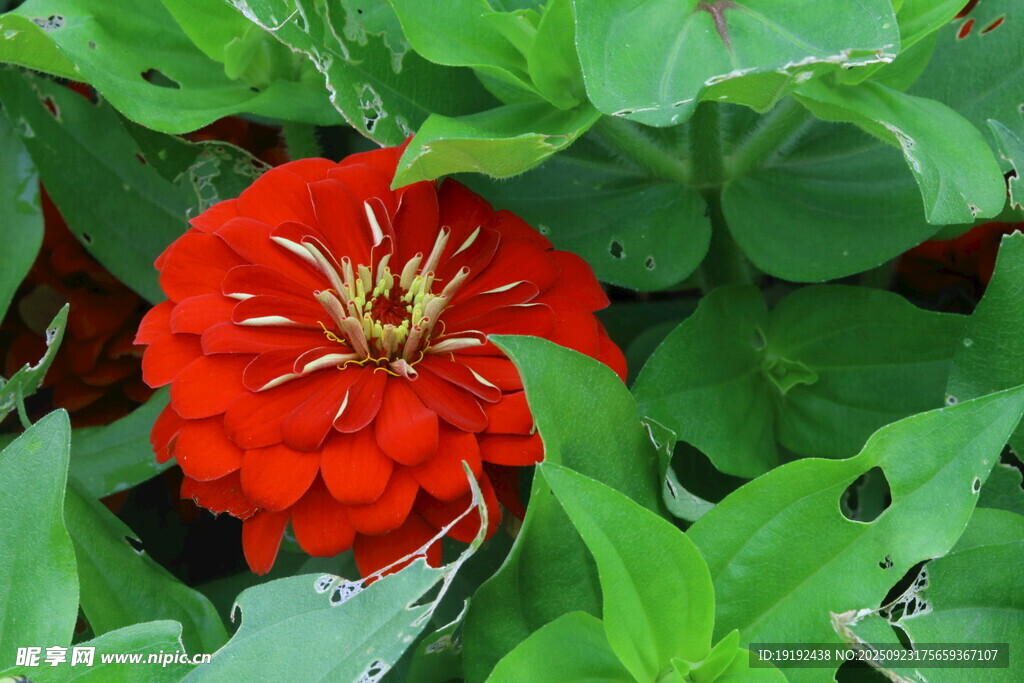 百日菊  