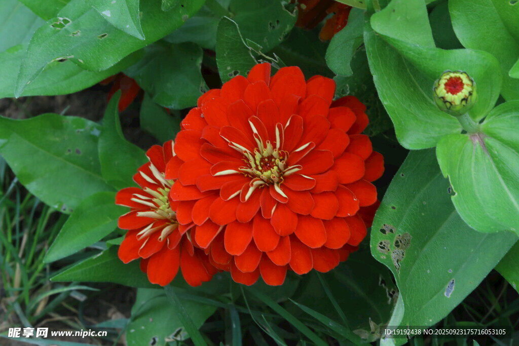 百日菊 