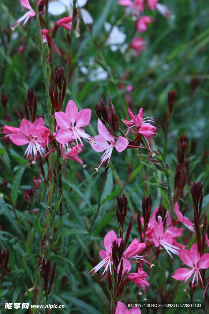 山桃草  