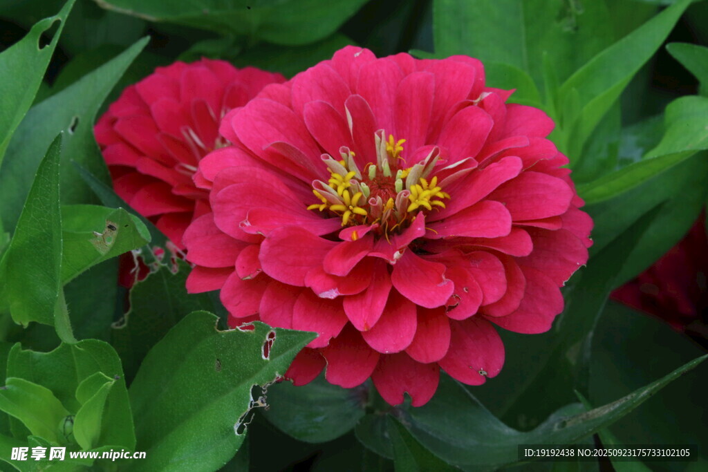 百日菊 