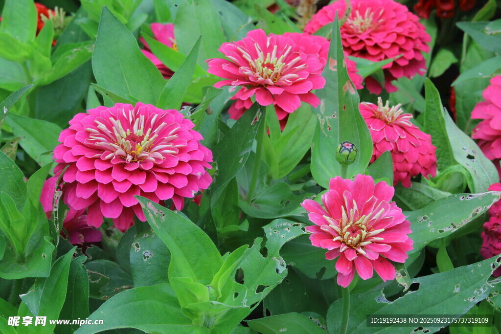 百日菊  