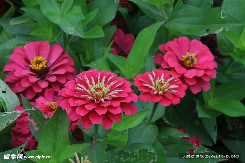 百日菊  