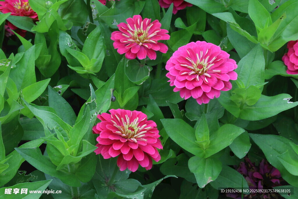 百日菊  