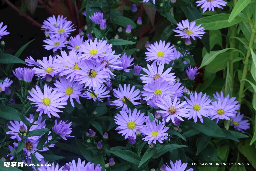 紫菀  