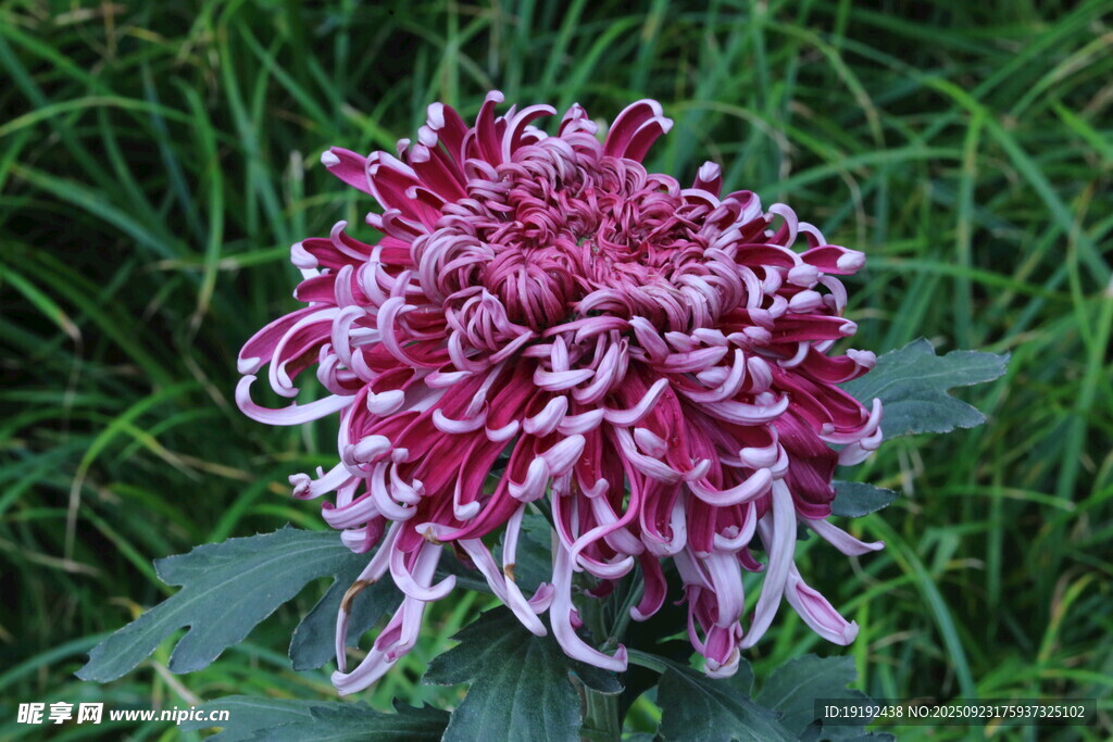 菊花  