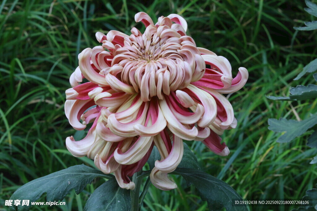 菊花 