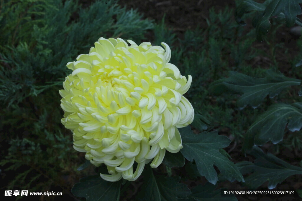 菊花  