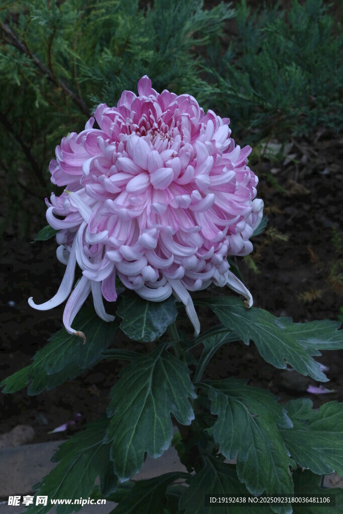 菊花 