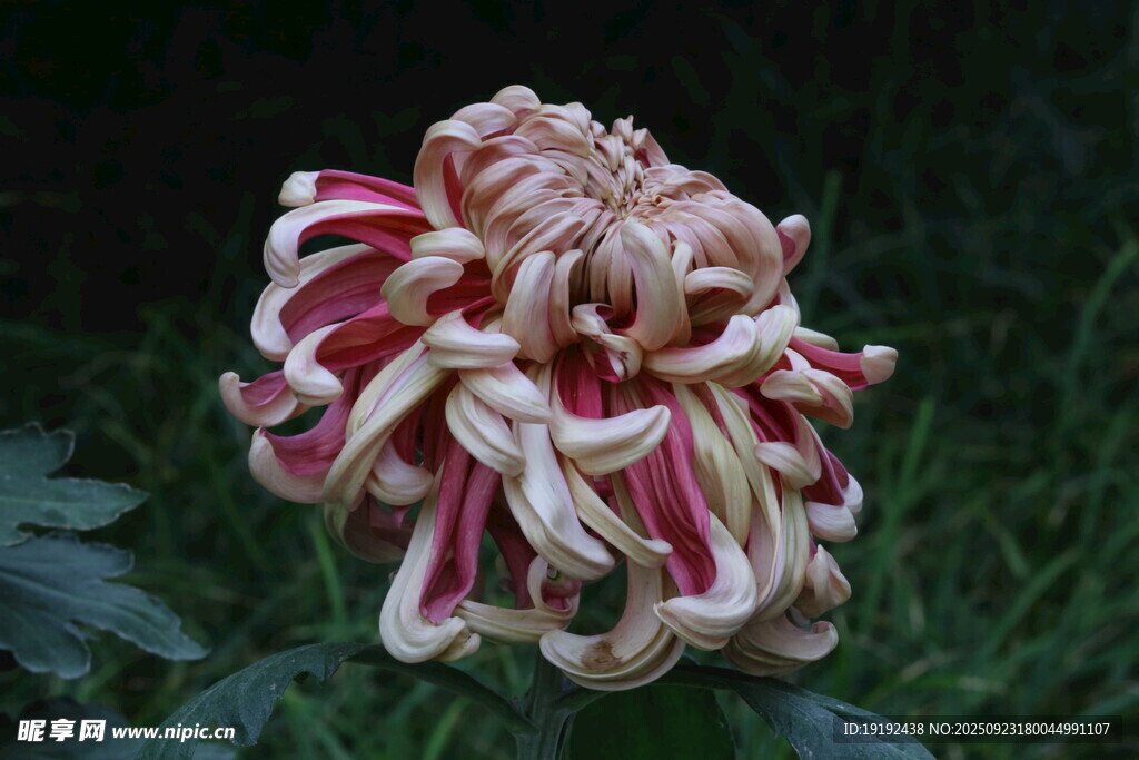 菊花  