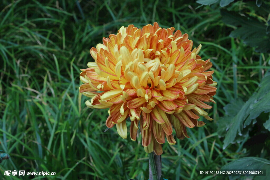 菊花  