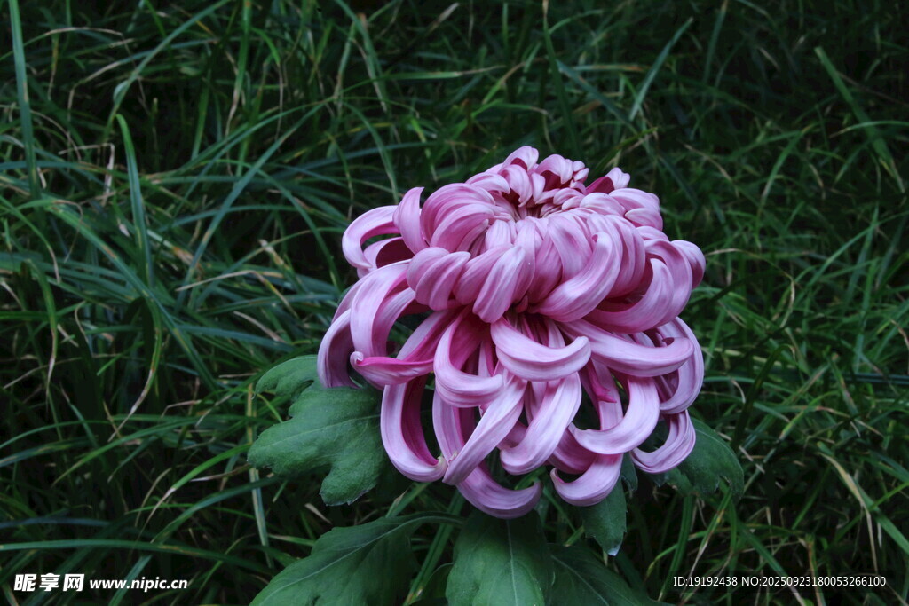 菊花 