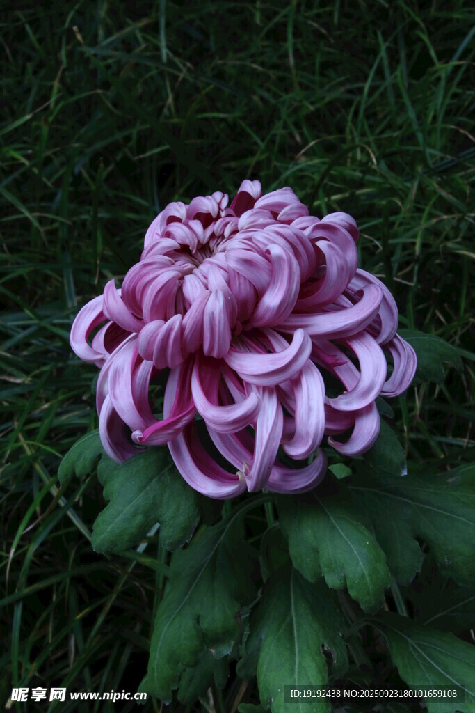 菊花  
