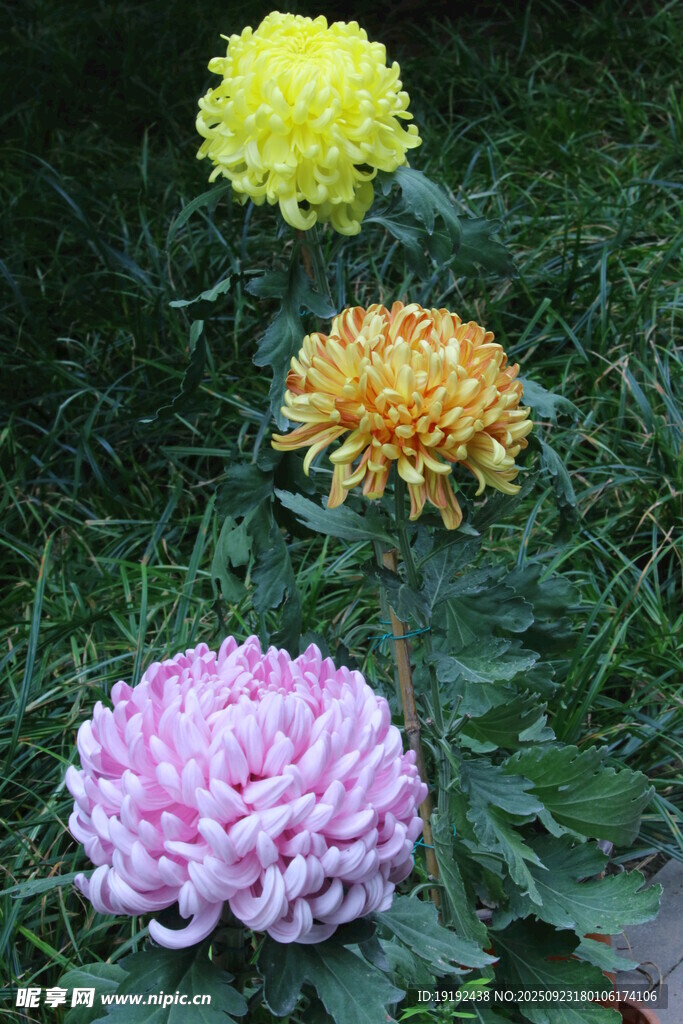 菊花 