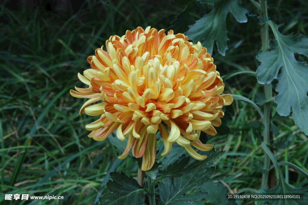 菊花  