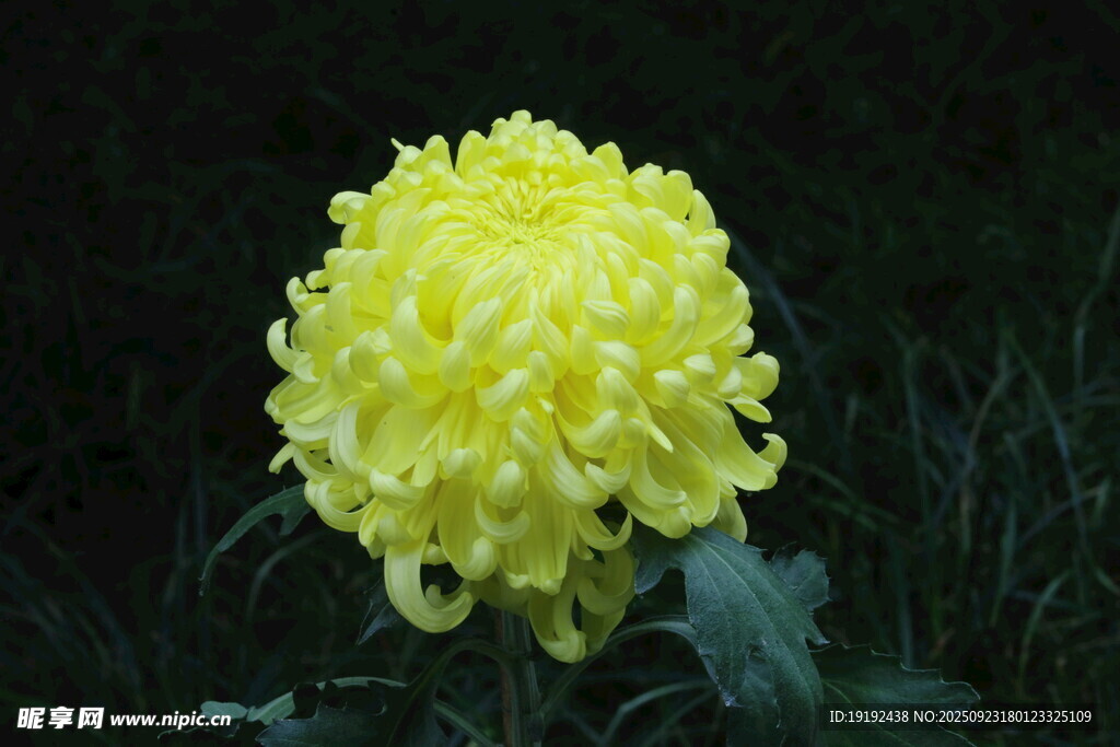 菊花  