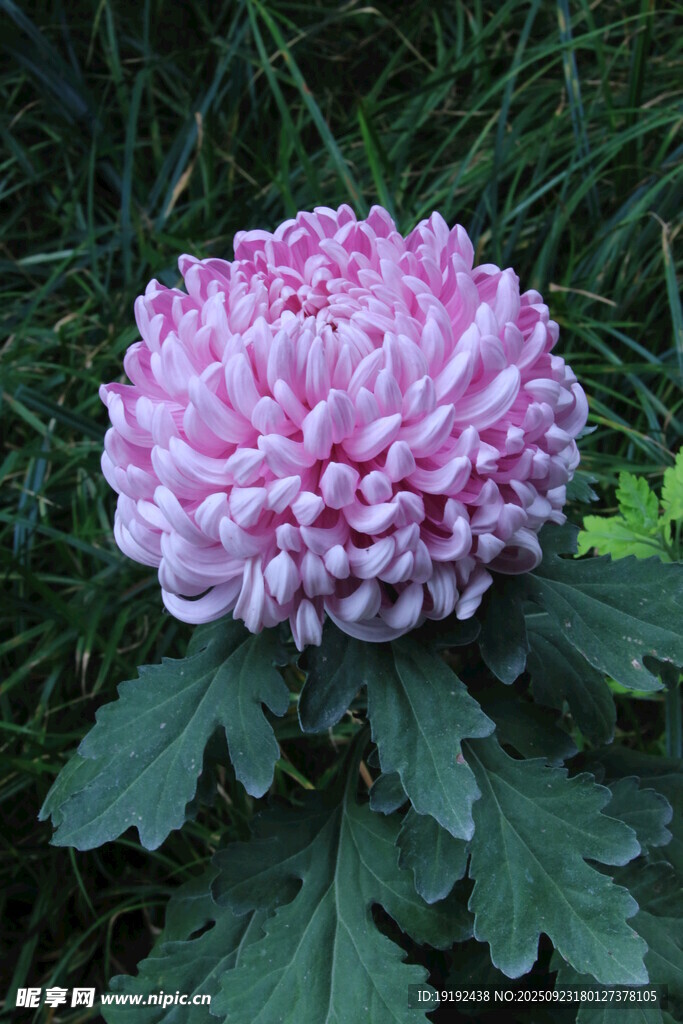 菊花  