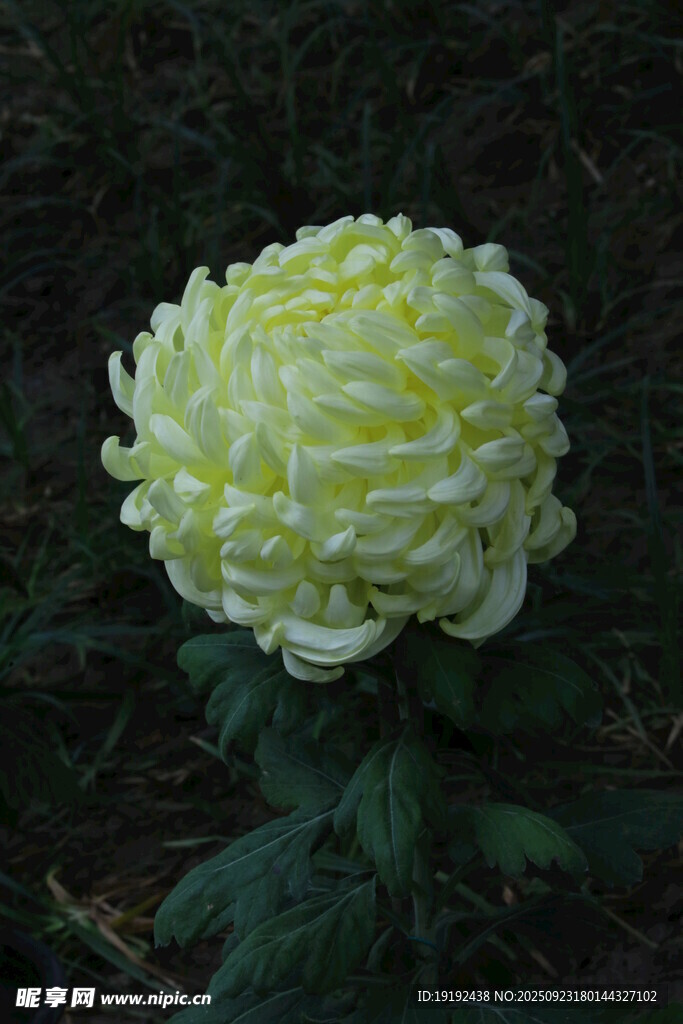 菊花  