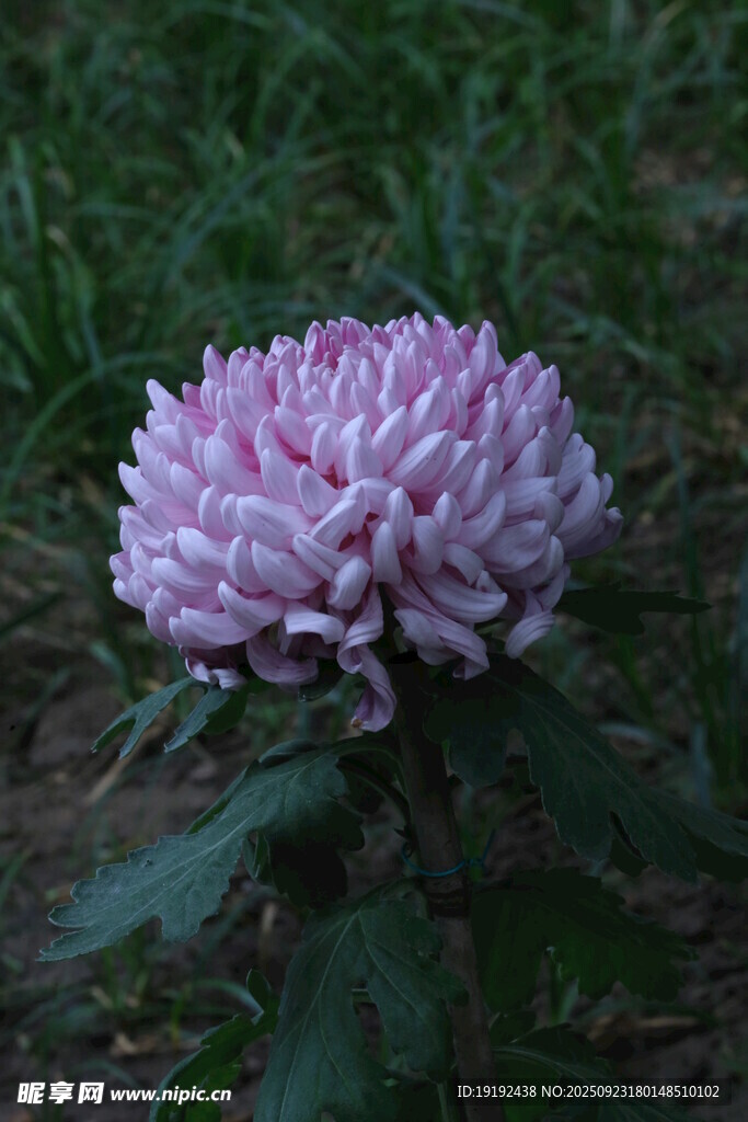 菊花 
