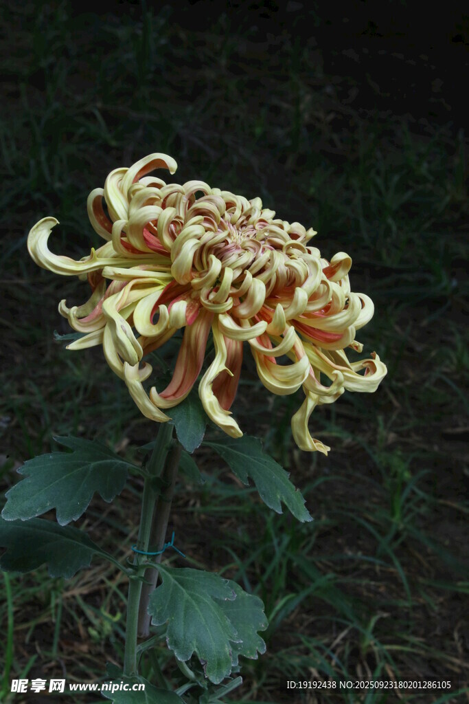 菊花  