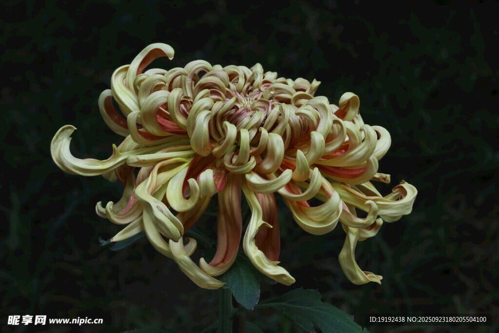 菊花  