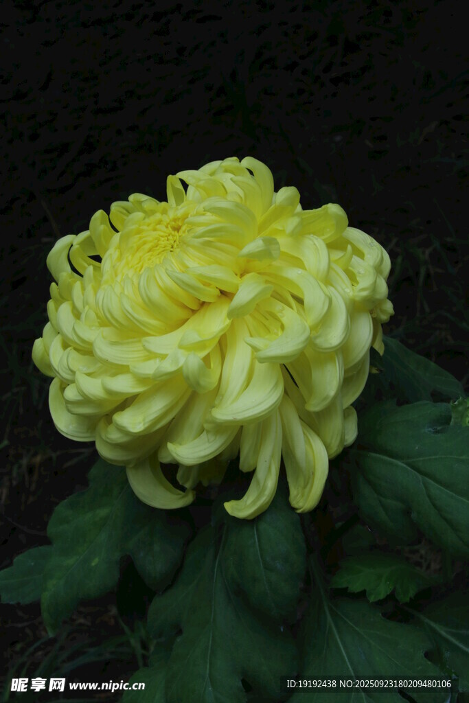 菊花 