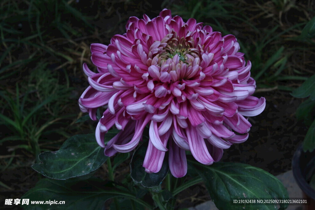 菊花 