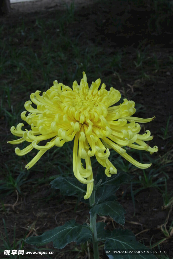 菊花  