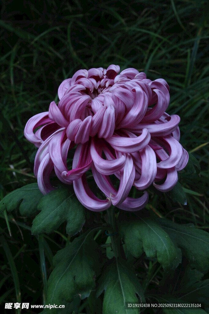 菊花  