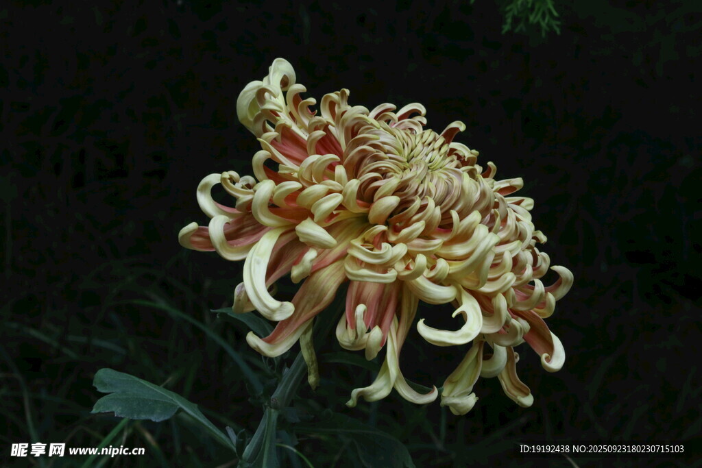 菊花  