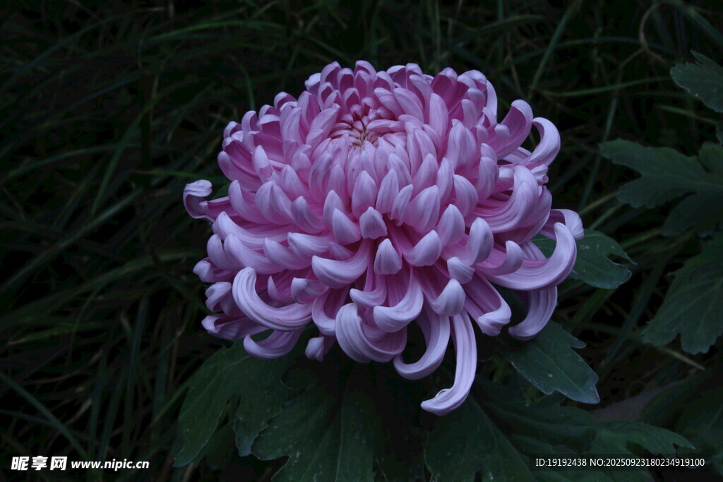菊花 