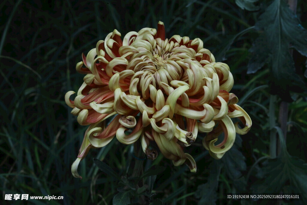 菊花  