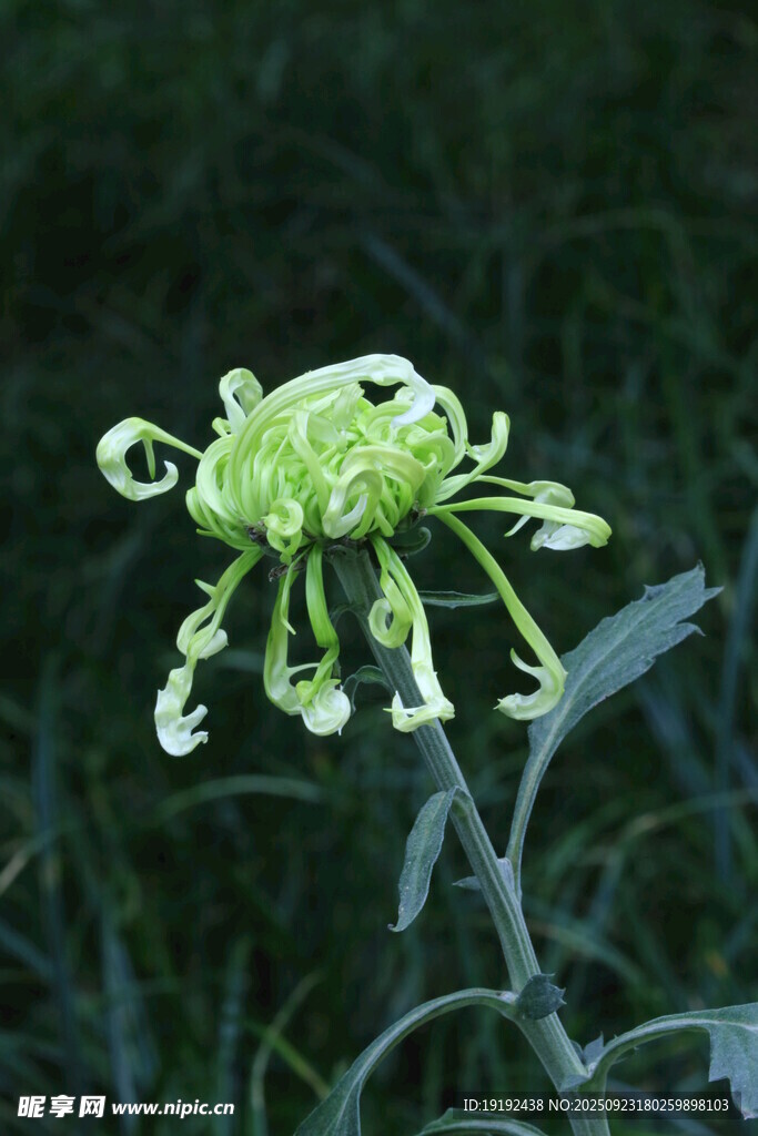 菊花  