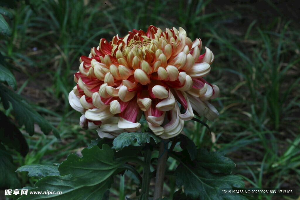 菊花  