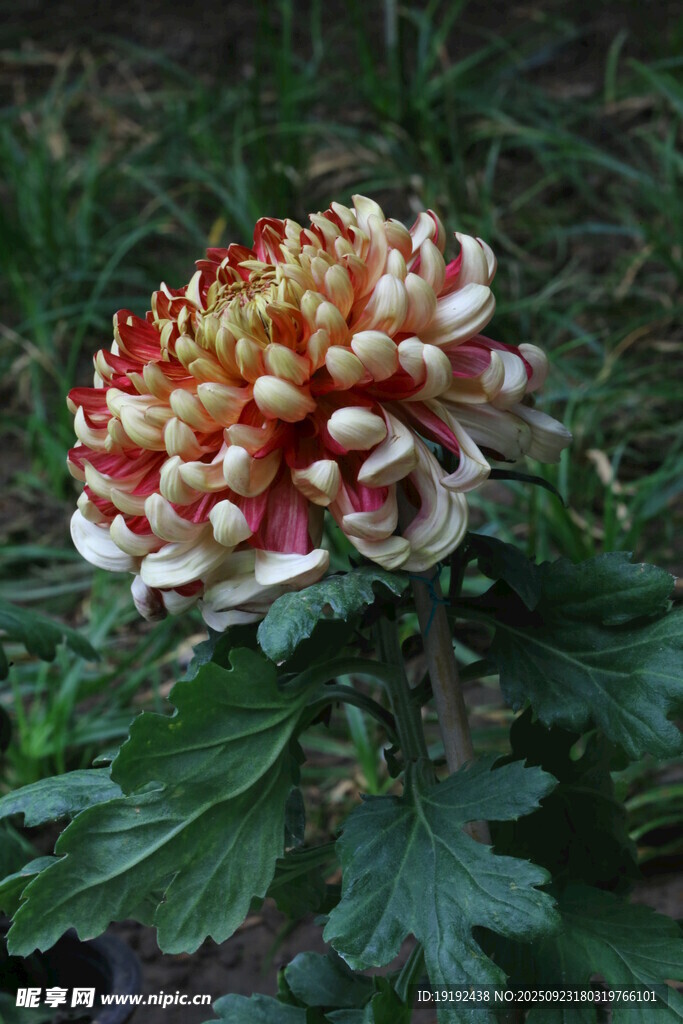 菊花  