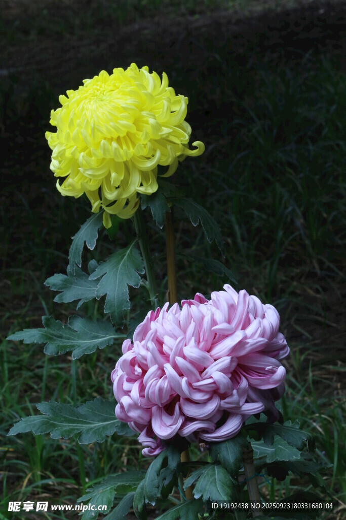 菊花 