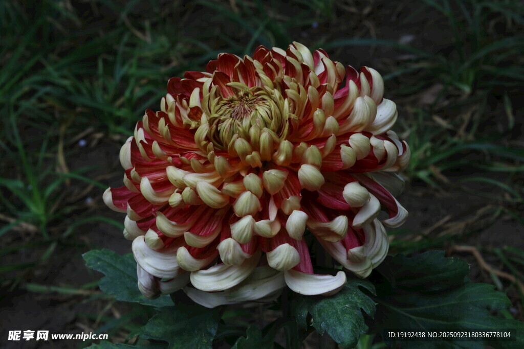 菊花  